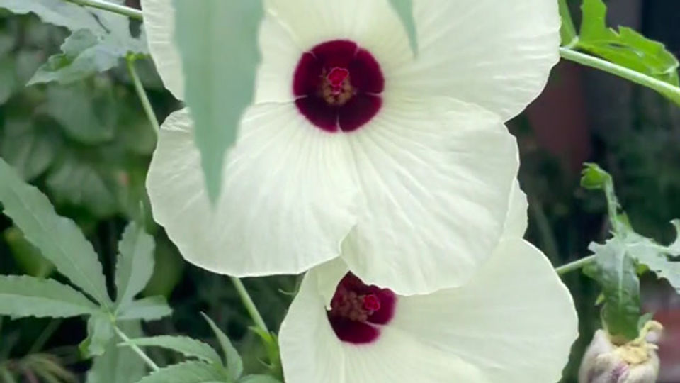 White Kenaf (Hibiscus Cannabinus)